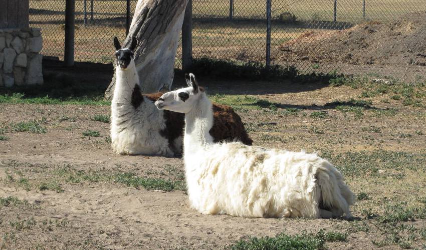 LLamas in the Wright Park Zoo - Dodge City