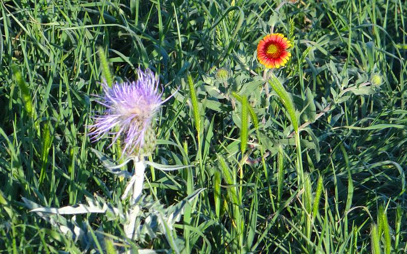 Plains wild flowers