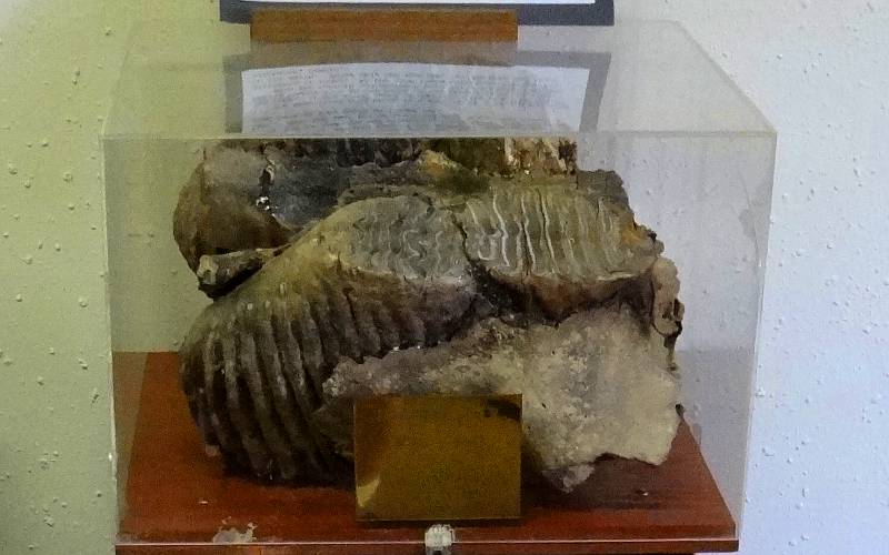 mammoth jaw and teeth fossil