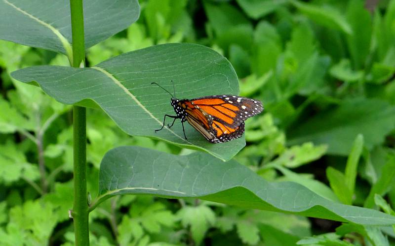 Monarch butterfly - Milford Nature Center butterfly house