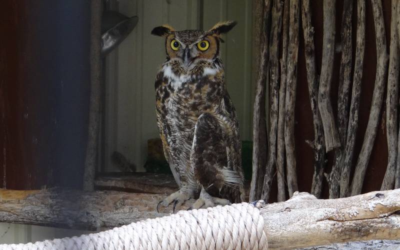 great horned owl at Milford Nature Center
