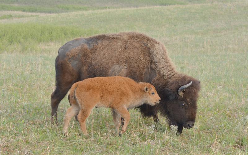American Bison calf and mother