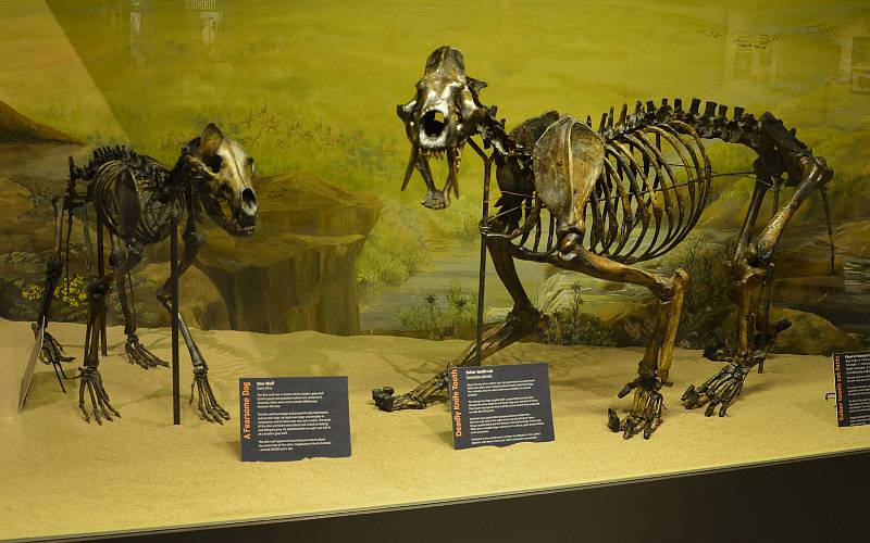 dire wolf and saber tooth cat - McPherson Museum
