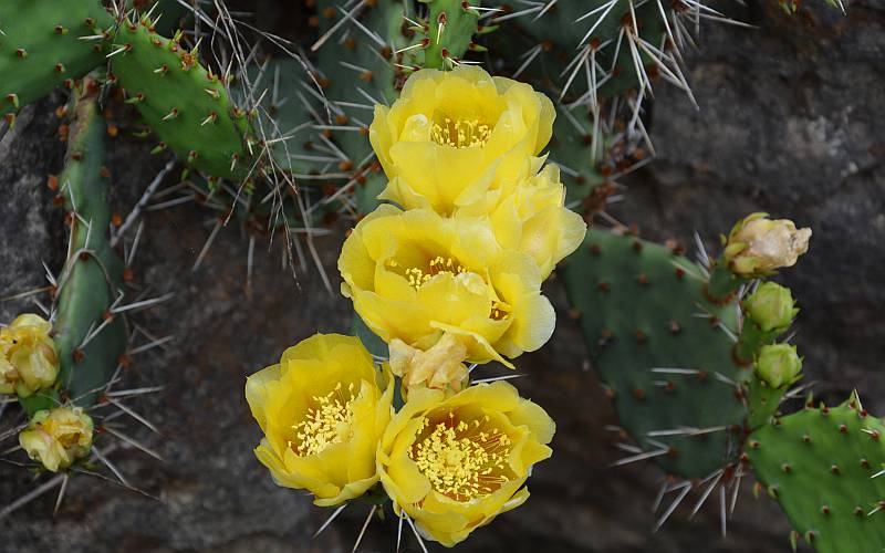 Prickly pear cactus flowers