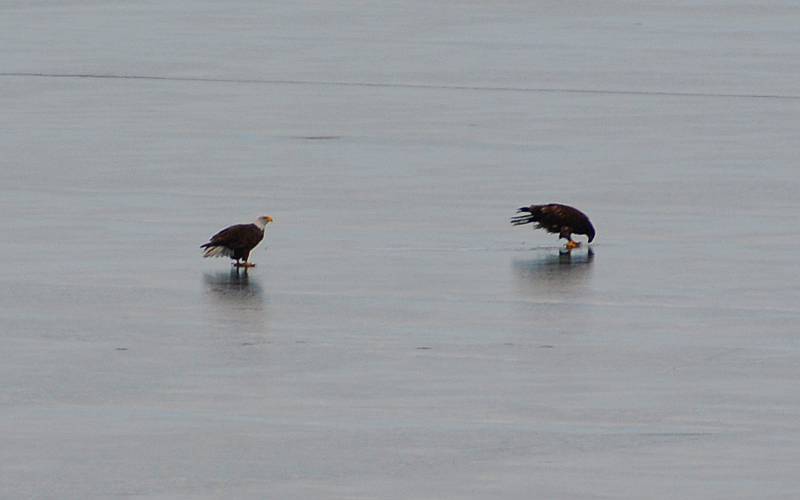 bald eagles at Milford Reservoir