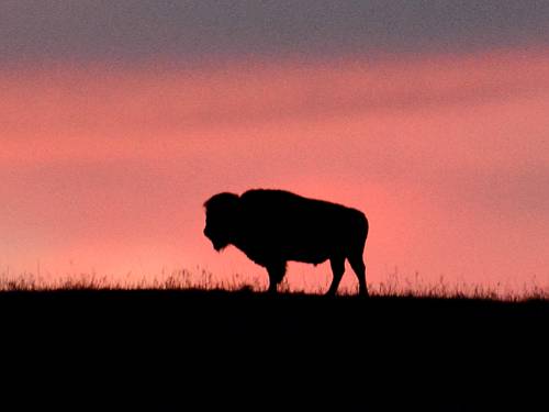 American bison at Maxwell Wildlife Refuge - Canton, Kansas