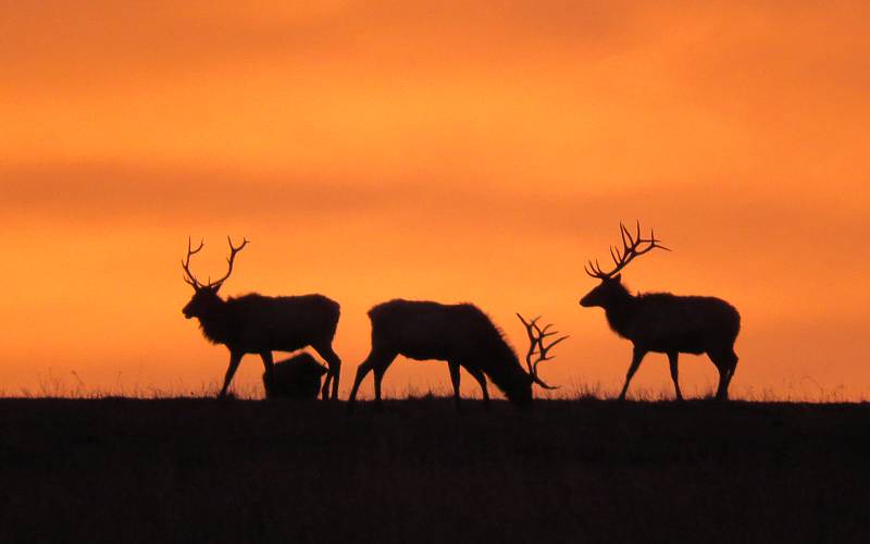 Early morning sunrise behind elk