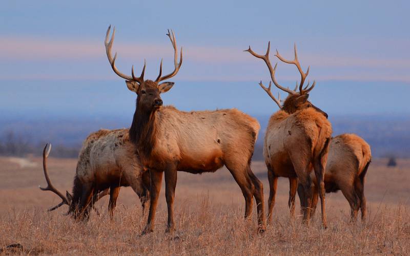 four elk in January