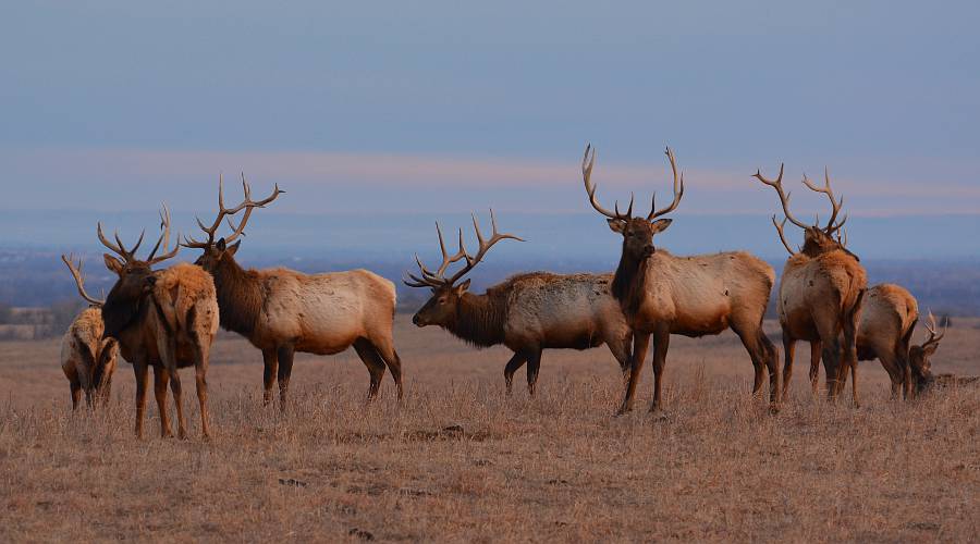 8 mail elk in the early morning sun.