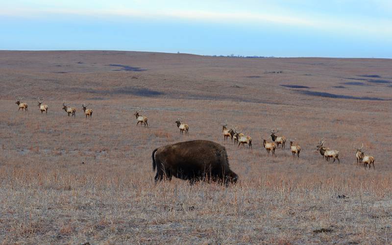 American bison and elk at Maxwell Wildlife refuge in Kansas