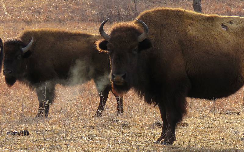Bison cows with steamy breath on the Great Plains