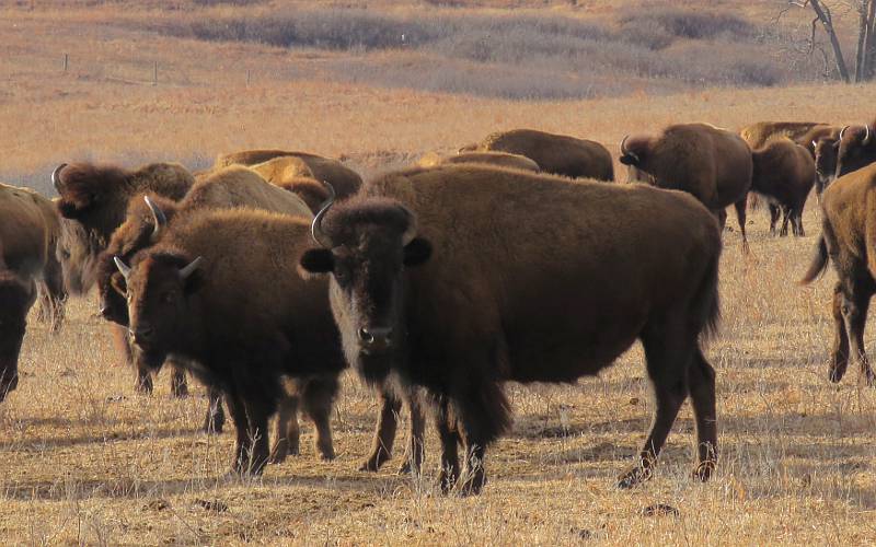 American bison heard at Maxwell Wildlife Refuge in Kansas