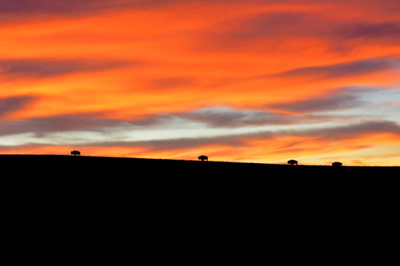 American bison silhouetted by the dawn light