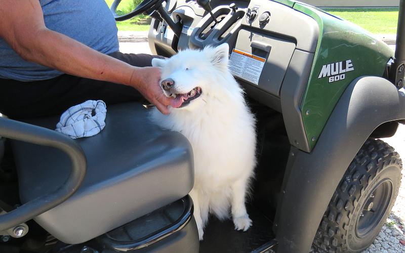 Samoyed dog, Tasha