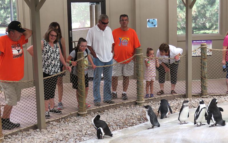 black-footed penguins at Tanganyika WIldlife Park