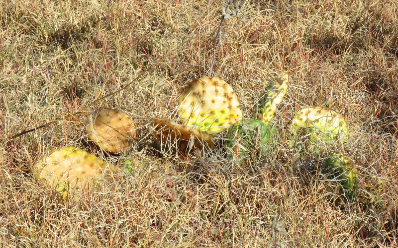 Prickly pear at Little Jerusalem Badlands State Park