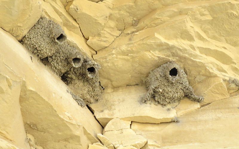 Cliff swallow nests at Little Jerusalem Badlands State Park