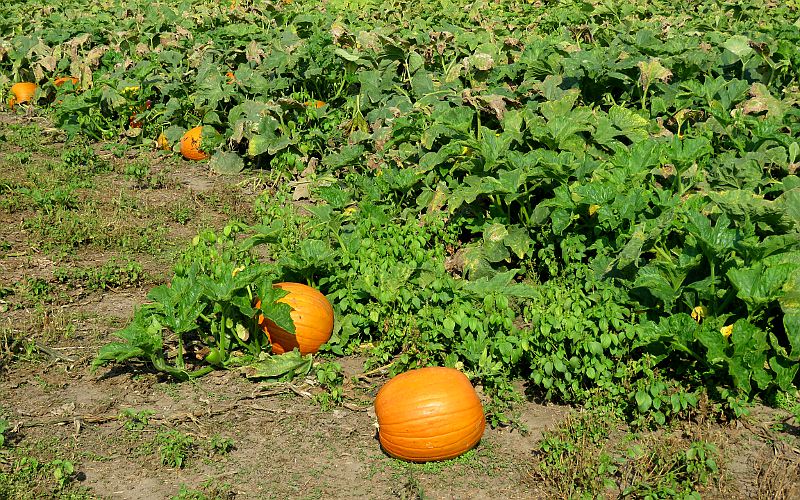 Gieringers Family Orchard & Berry Farm - Edgerton, Kansas.