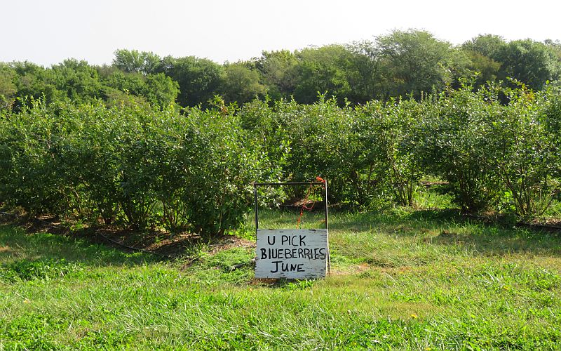 Blueberry Fields