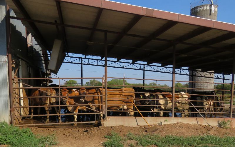 Cows at Jason Wiebe Dairy