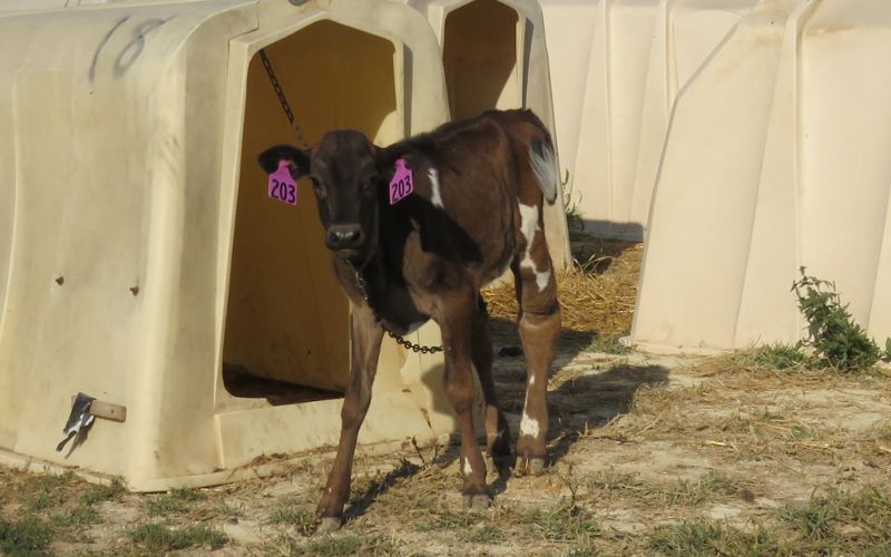 Calf at Jason Wiebe Dairy