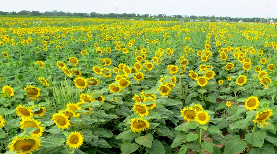 Klausmeyer Sunflower Fields