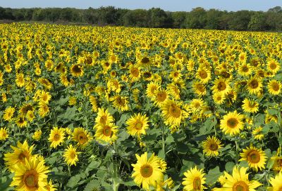 Edgerton, Kansas - Lewis Farms sunflowers
