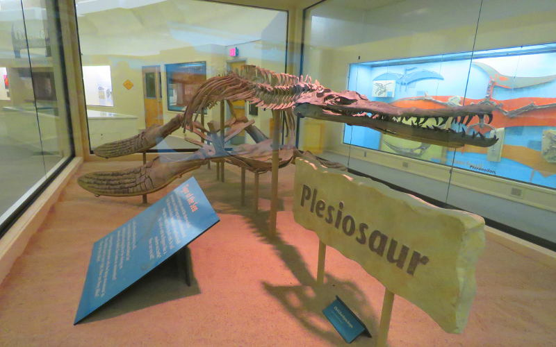 Plesiosaur - Sternberg Museum of Natural History