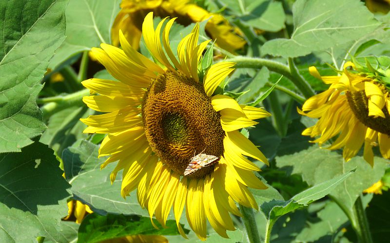 butterfly on a sunflower