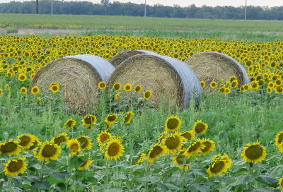 Peterson Farm Brothers Sunflower Trails - Lindsborg, Kansas