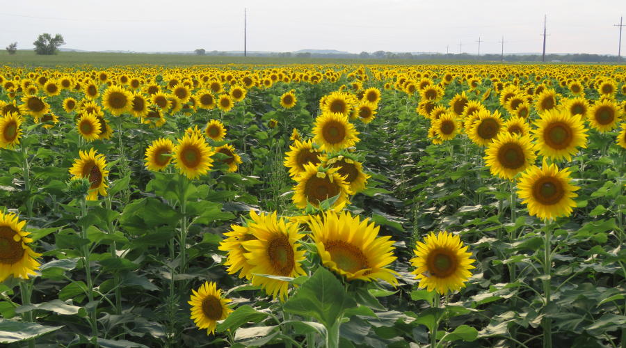 Peterson Farm Brothers Sunflower Trails