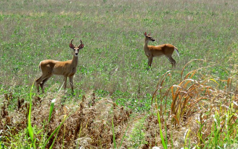 White-tailed deer - Clements Stone Arch Bridge