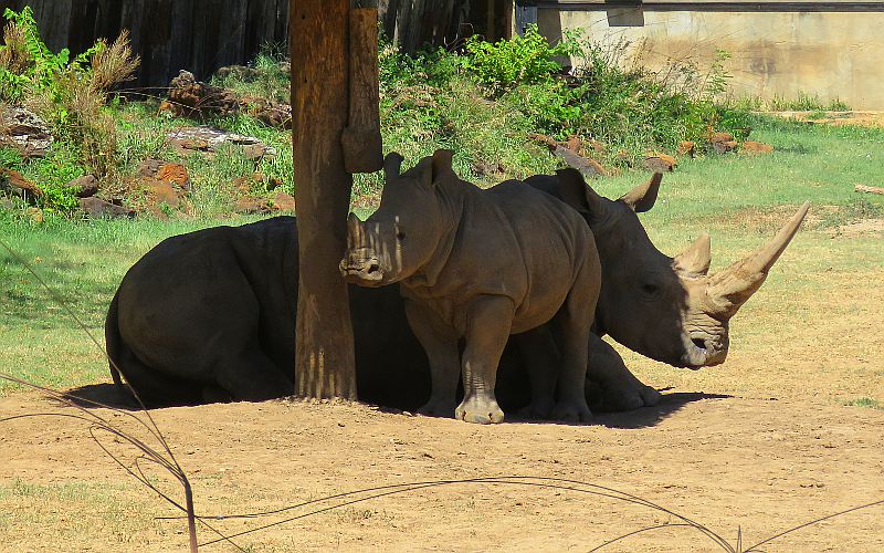 White Rhinoceros at Rolling Hills Zoo