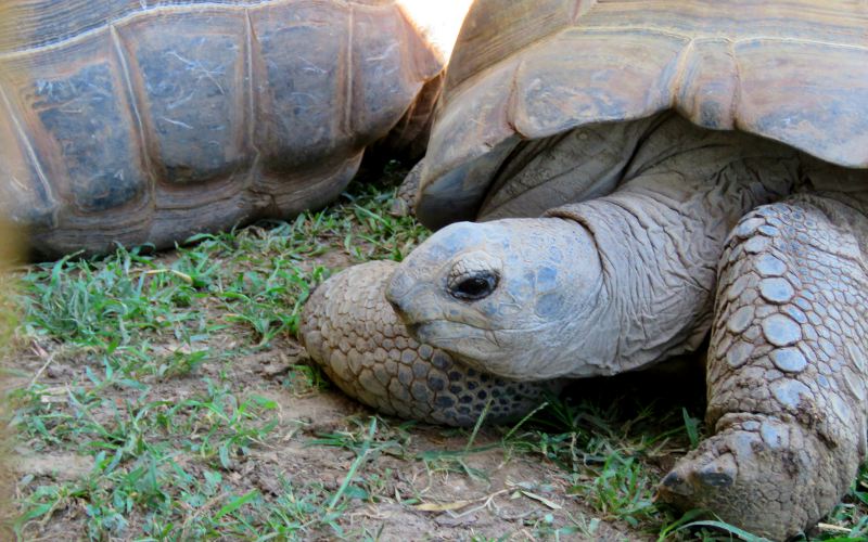 Rolling Hills zoo tortoise