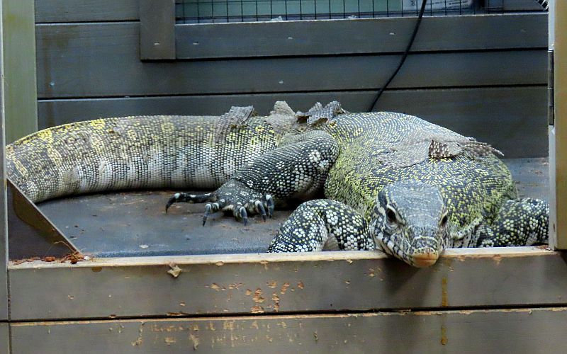 Nile Monitor