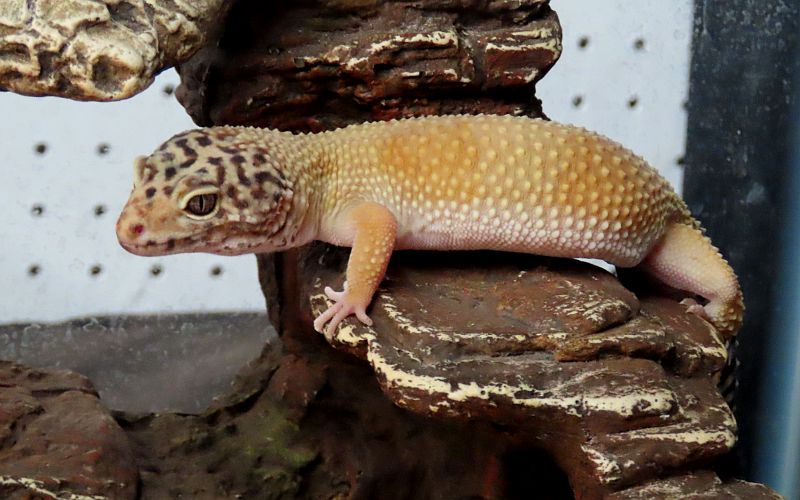 Leopard Gecko