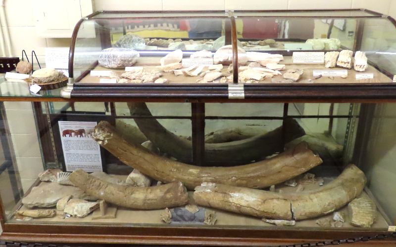 Mastodon tusks