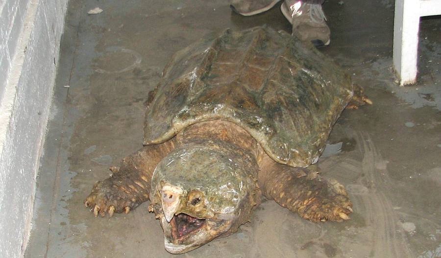 Alligator Snapping Turtle