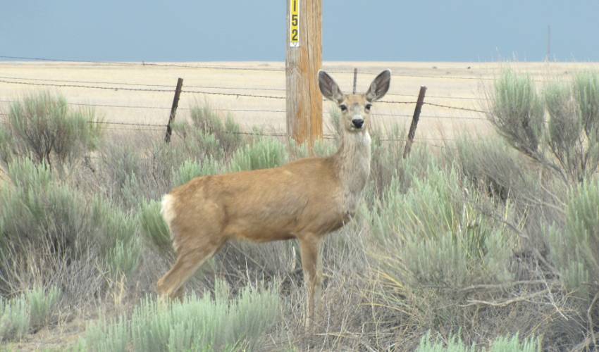 mule deer (Odocoileus hemionus)