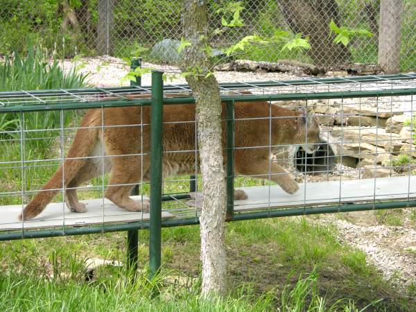 Cougar at Cedar Cover feline Park in Louisburg, Kansas