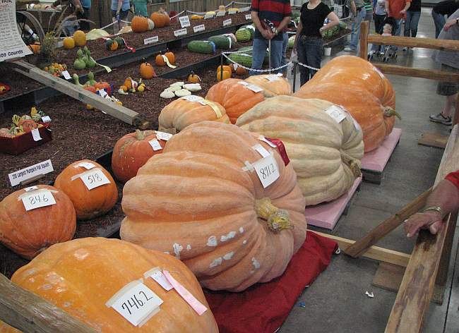 Giant pumpkins at Kansas State Fair