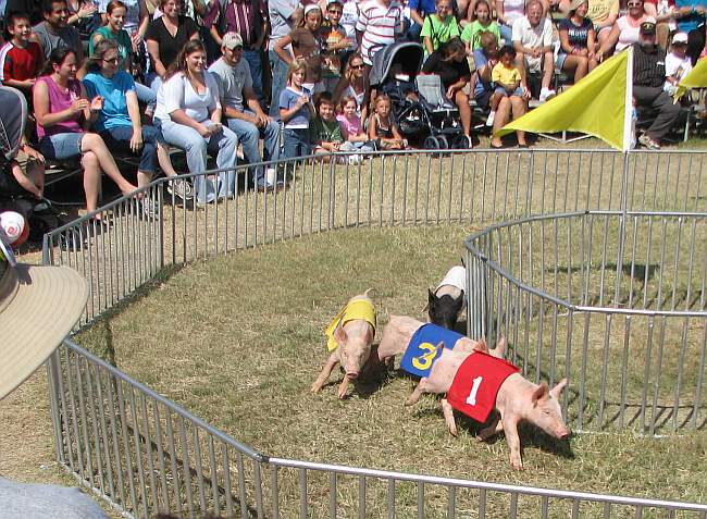 pig racing at the Kansas State Fair