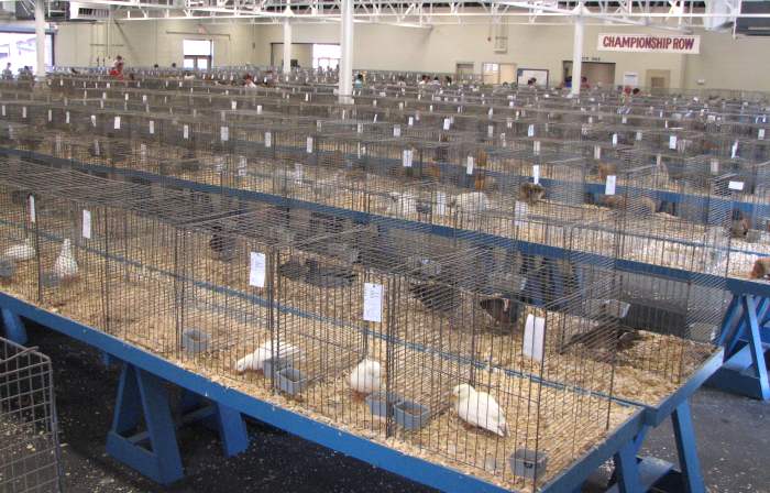 Kansas State Fair rabbit & poultry building