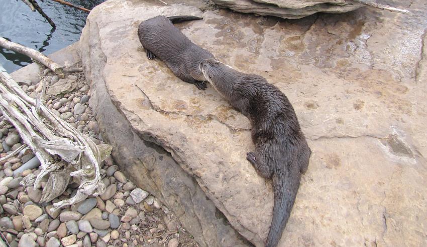 North American River Otters at the Hutchinson Zoo