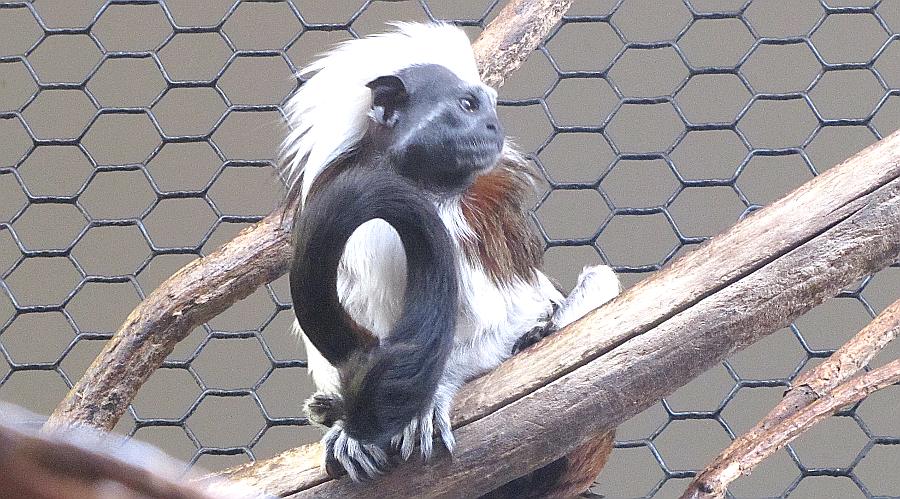 Cotton-Top Tamarin - Hutchinson Zoo