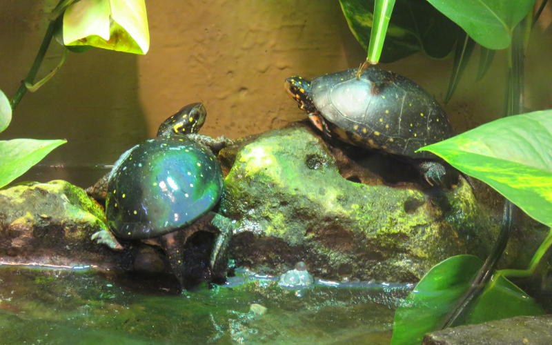 spotted turtle - Hutchinson Zoo