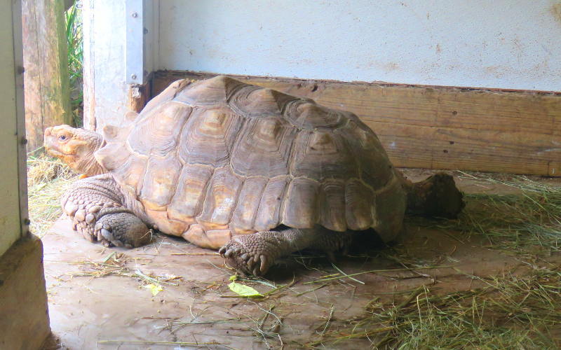 Sukcata Tortoise - Hutchinson Zoo