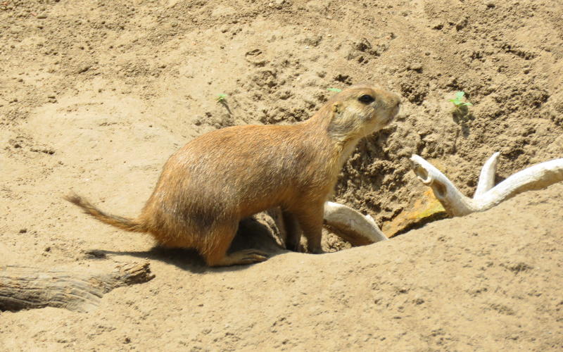 Black-tailed Prairie Dog - Hutchinson, Kansas