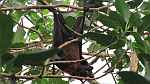 Giant Indian Fruit Bat (Pteropus giganteus)