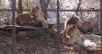 lions - Topeka, Zoo